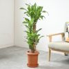 観葉植物 通販 幸福の木  ドラセナ・マッサンゲアナ  8号鉢 RG060002