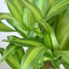 観葉植物 通販 幸福の木  ドラセナ・マッサンゲアナ  8号鉢 RG060002