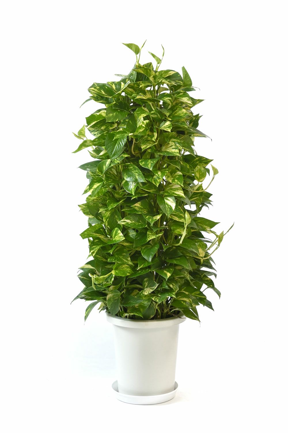 ポトス 通販 観葉植物の専門店 彩植健美