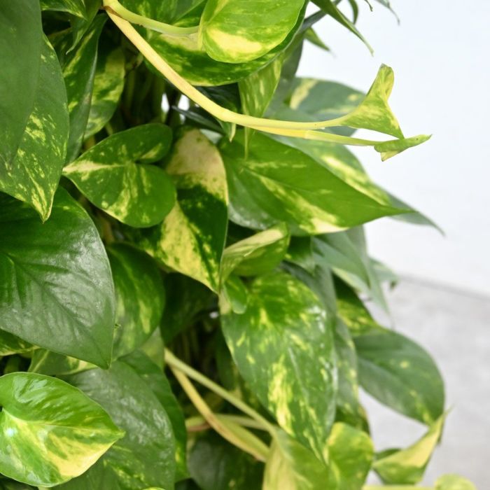 観葉植物 通販 ポトス・タワー仕立て 8号鉢 RG060003