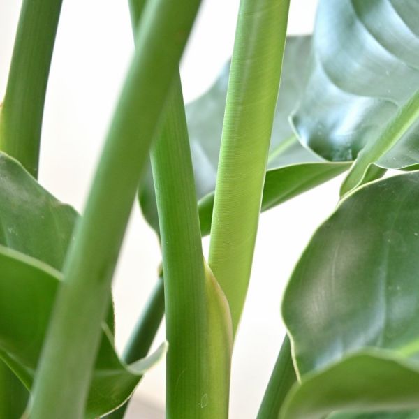 ストレリチア(ストレチア)・オーガスタ 8号鉢 観葉植物 本物
