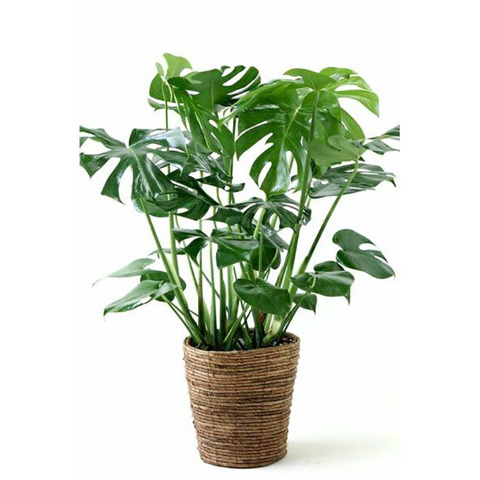 モンステラ ヒメ モンステラ ミニマ の育て方 通販