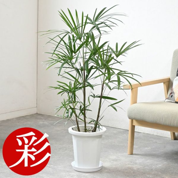 棕櫚竹 シュロチク 110cm 8号鉢 観葉植物 グリーンインテリア 特価