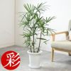 観葉植物 通販 シュロチク（棕櫚竹） 8号鉢 RG070002