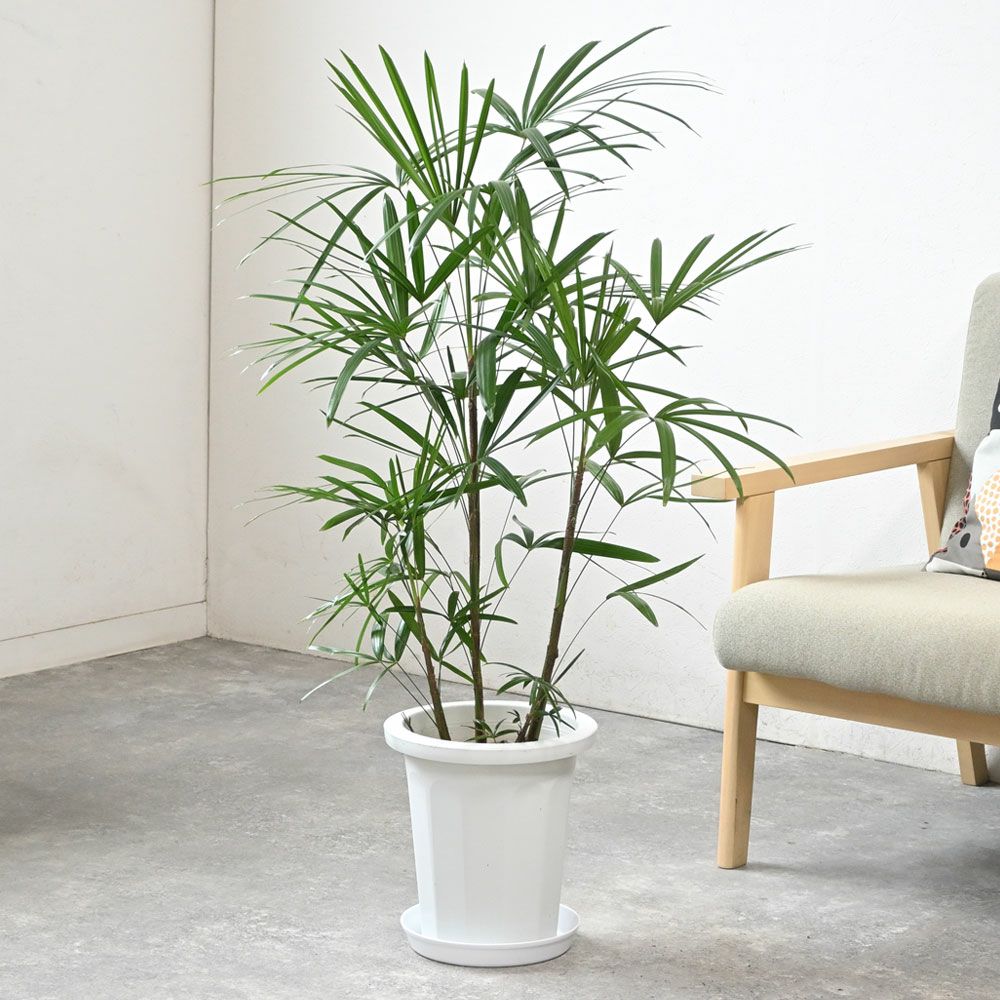 棕櫚竹シュロチク135cm 8号鉢観葉植物グリーンインテリアNUONE