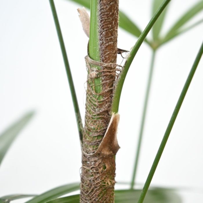 観葉植物 通販 シュロチク（棕櫚竹） 8号鉢 RG070002