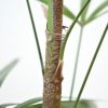 観葉植物 通販 シュロチク（棕櫚竹） 8号鉢 RG070002