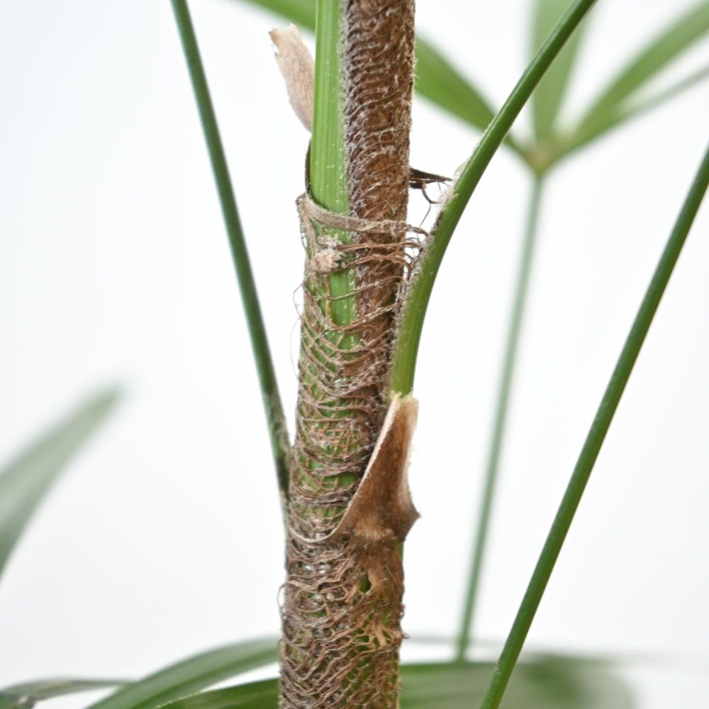 観葉植物 通販 シュロチク（棕櫚竹） 8号鉢 RG070002
