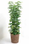 観葉植物 通販 【お取り寄せ】 フイリ(斑入り) ホンコンカポック 10号鉢 RG080001