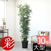 観葉植物 通販 【お取り寄せ】 ゲッキツ（シルクジャスミン） 10号鉢 RG080002