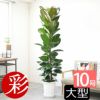 フィカス・ ロブスター（ゴムの木） 10号鉢 観葉植物