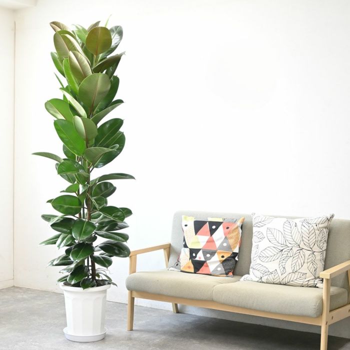 フィカス・ ロブスター（ゴムの木） 10号鉢 観葉植物