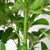 ホンコンカポック 10号鉢 観葉植物