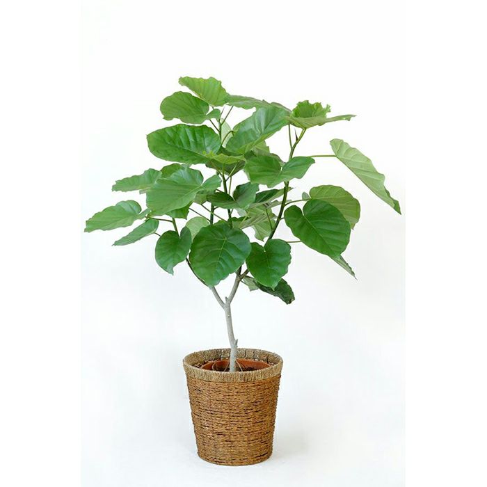 観葉植物 通販 フィカス・ ウンベラータ （直幹樹形） 8号鉢