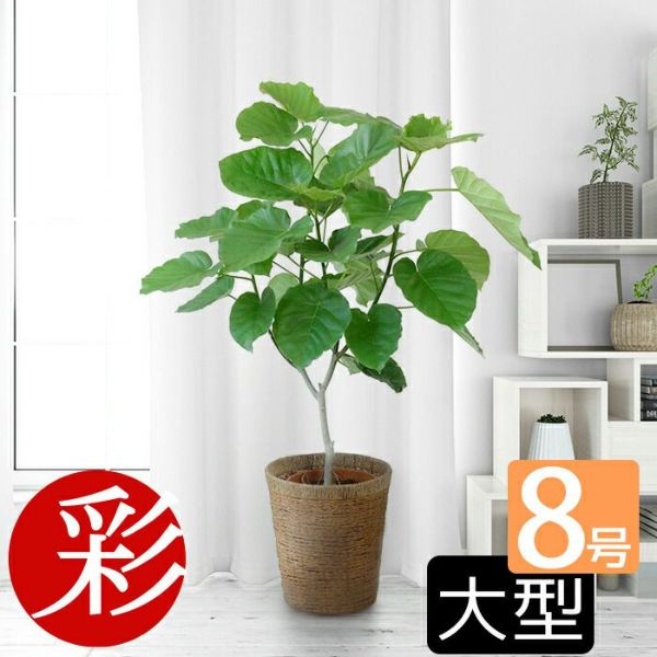 フィカス・ウンベラータ 8号 115cm spiral tree form - csihealth.net