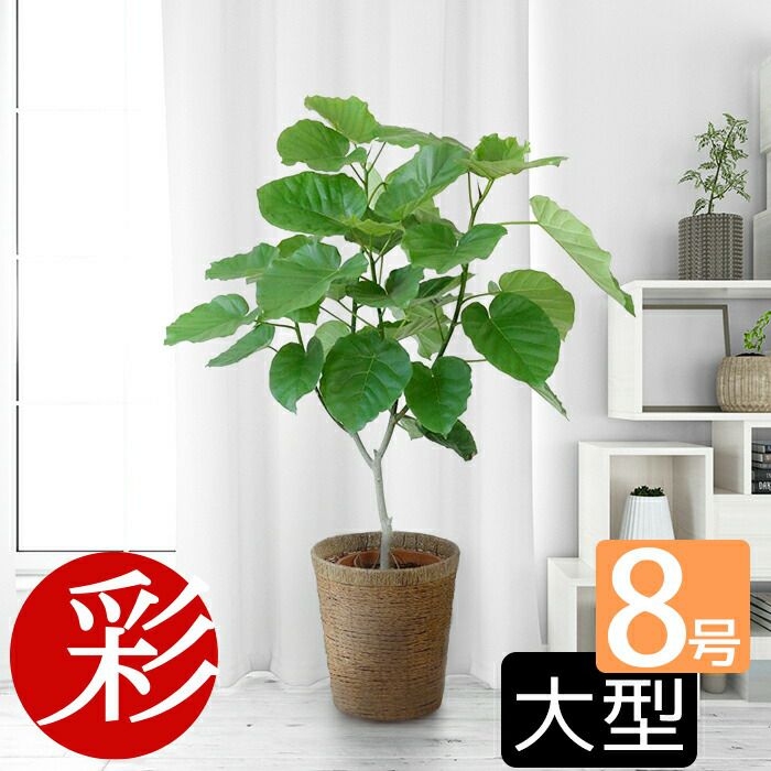 フィカス・ウンベラータ （直幹樹形） 8号鉢 観葉植物 本物