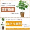 観葉植物 通販 フィカス・ ウンベラータ （直幹樹形） 8号鉢