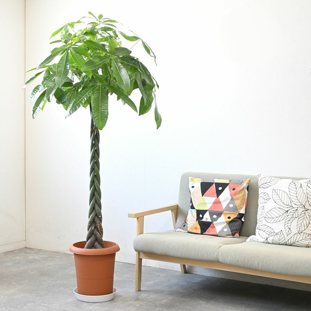 パキラ 10号鉢 観葉植物