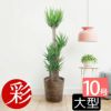 観葉植物 通販 ユッカ・エレファンティペス10号鉢RG100007