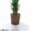 観葉植物 通販 ユッカ・エレファンティペス10号鉢RG100007