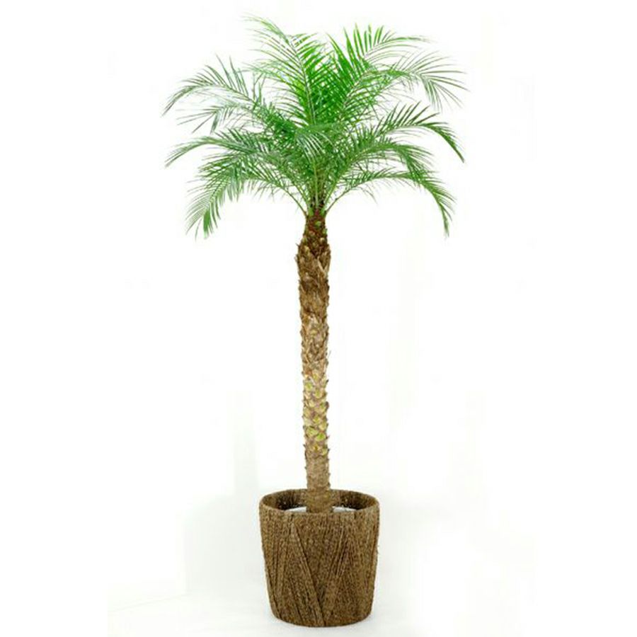 フェニックス・ロベレニー （ヤシの木） 10号鉢 観葉植物 本物
