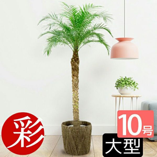 フェニックス・ロベレニー （ヤシの木） 10号鉢 観葉植物 本物