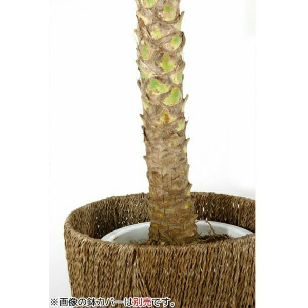 フェニックスロベ（10鉢） 限定数のみ !!!】Phoenix roebelenii【フェニックス・ロベ】10号