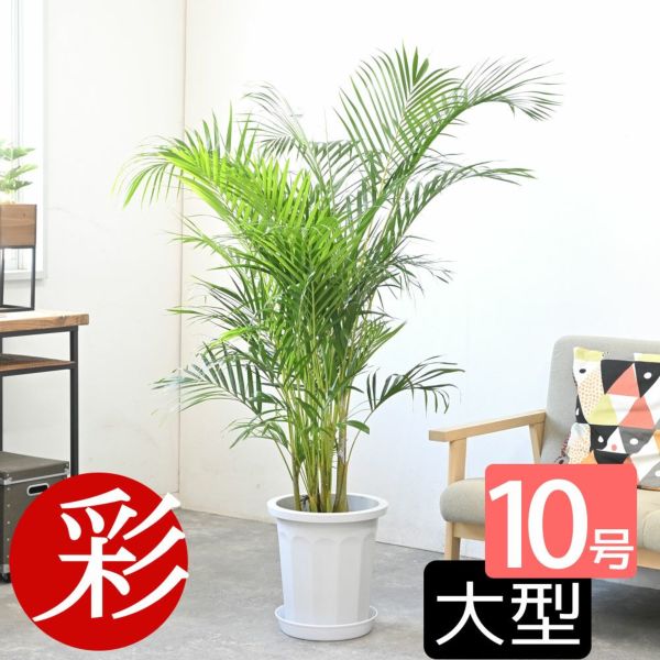 アレカヤシ 10号鉢 観葉植物 本物