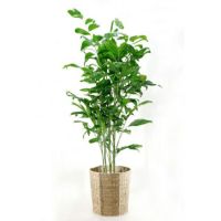 観葉植物 通販 高性チャメドレア 10号鉢 RG100015