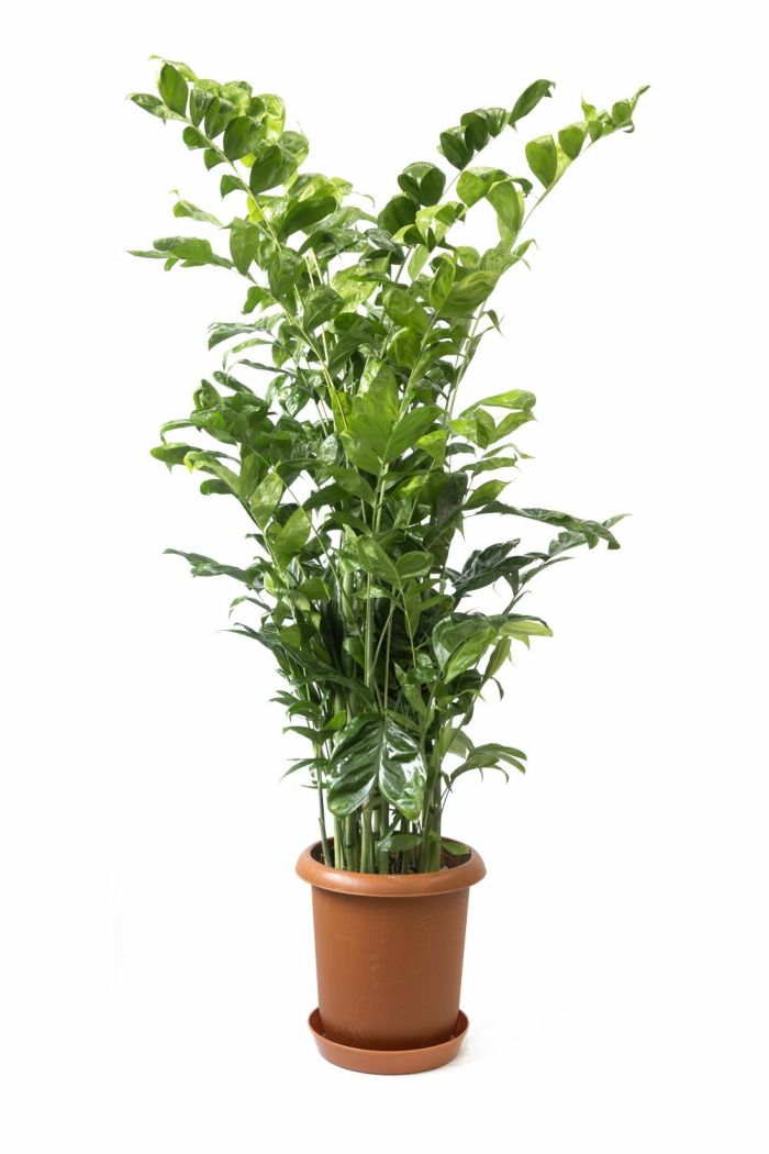 観葉植物 通販 高性チャメドレア 10号鉢 RG100015