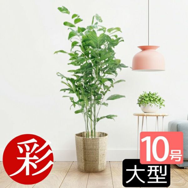 高性チャメドレア 10号鉢 観葉植物