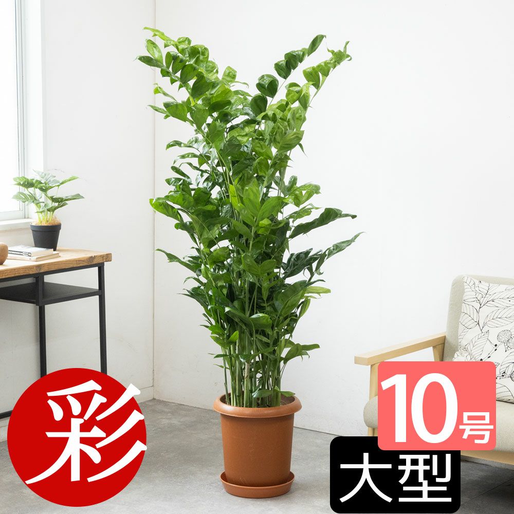 観葉植物 通販 高性チャメドレア 10号鉢 RG100015