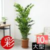 観葉植物 通販 高性チャメドレア 10号鉢 RG100015