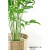 観葉植物 通販 高性チャメドレア 10号鉢 RG100015
