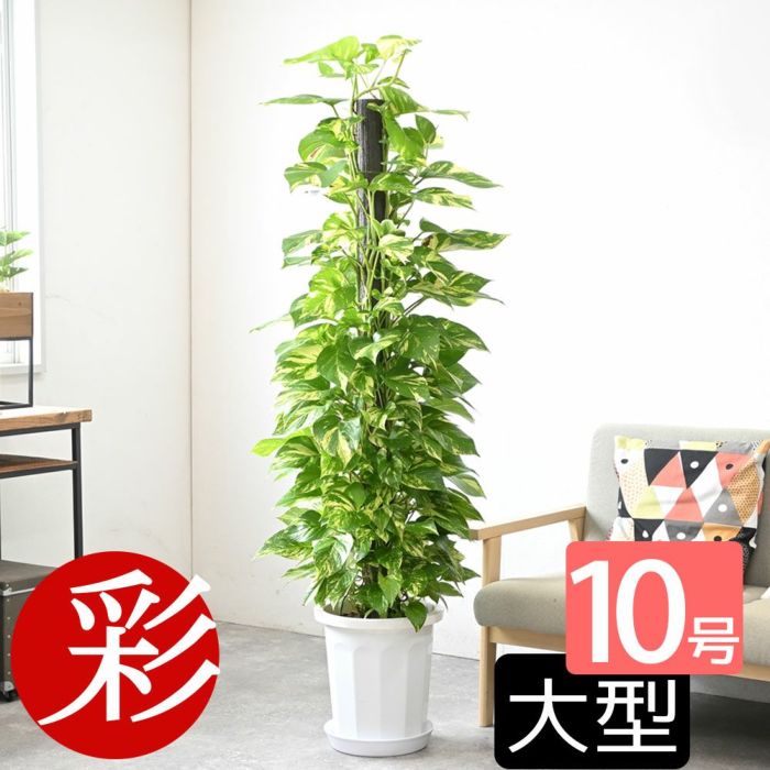 ポトス ヘゴ仕立て 10号鉢 観葉植物