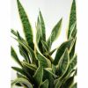 観葉植物 通販 サンセベリア（サンスベリア） ・ローレンティー 10号鉢 RG100020
