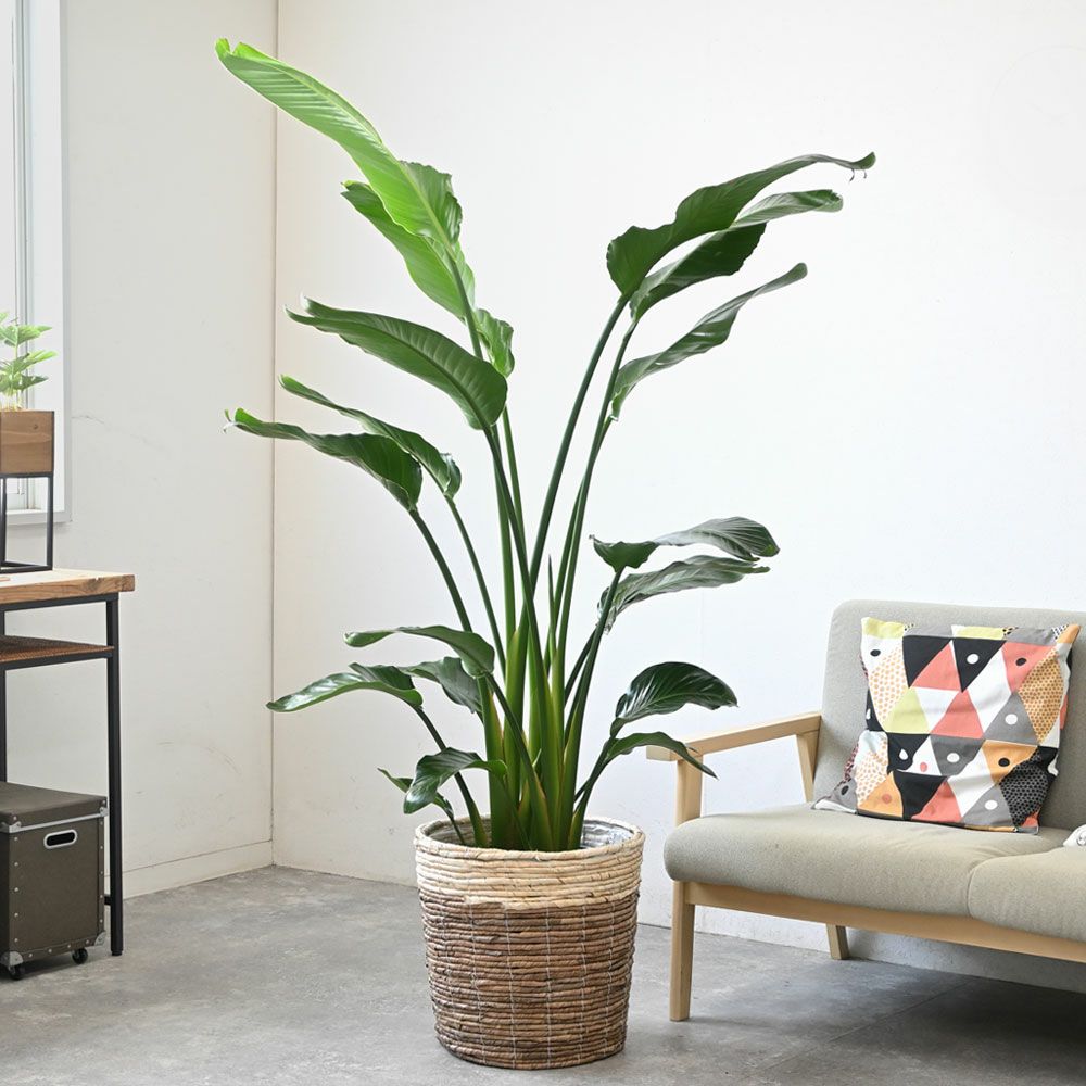 ストレリチア・オーガスタ 10号 選べる鉢カバー付きセット 観葉植物