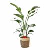 ストレリチア・オーガスタ 10号 選べる鉢カバー付きセット 観葉植物