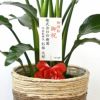 ストレリチア・オーガスタ 10号 選べる鉢カバー付きセット 観葉植物