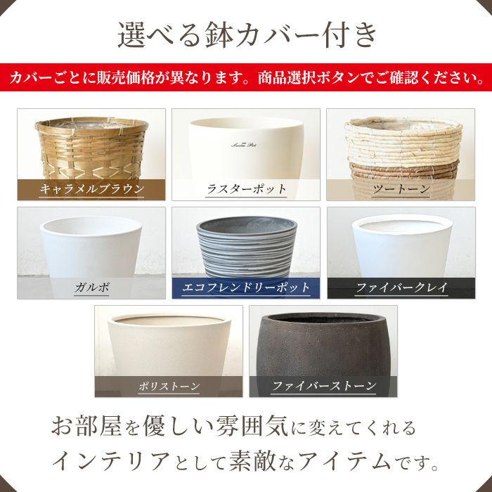 ストレリチア・オーガスタ 10号 選べる鉢カバー付きセット 観葉植物