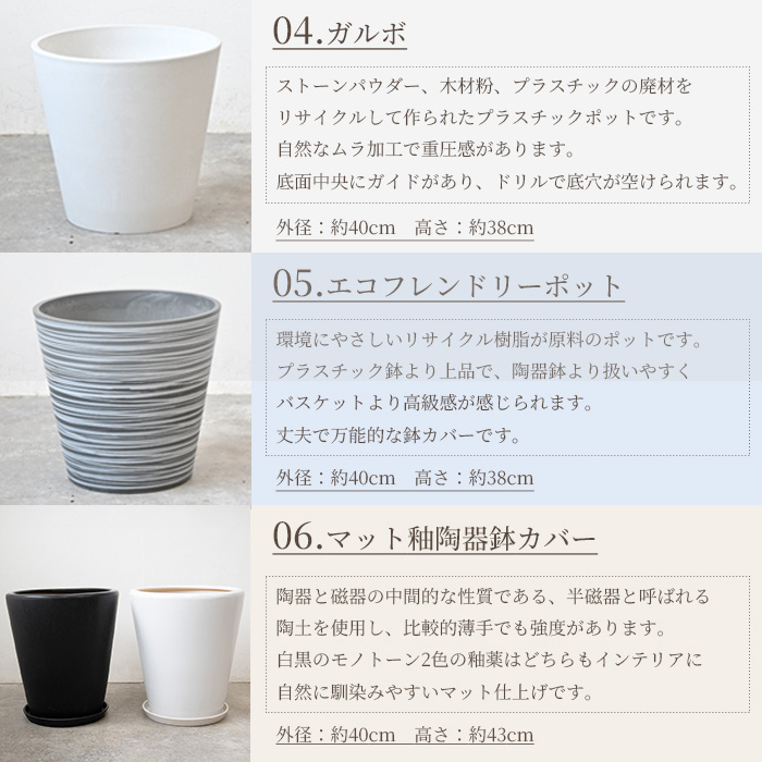 ストレリチア・オーガスタ 10号 選べる鉢カバー付きセット 観葉植物