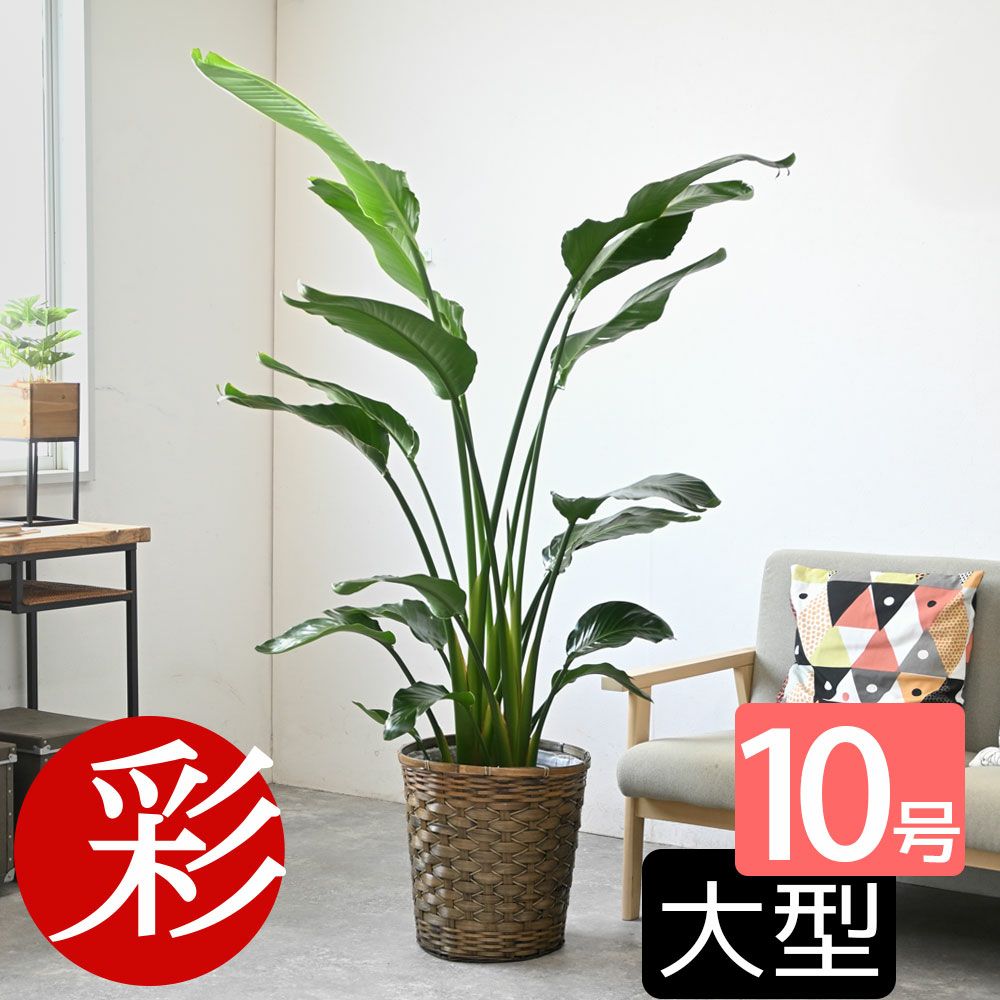 ストレリチア・オーガスタ 10号 選べる鉢カバー付きセット 観葉植物