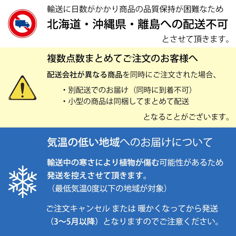 ストレリチア・オーガスタ 10号 鉢カバー付セット 観葉植物
