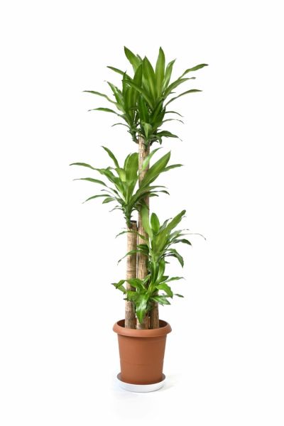 ドラセナ・マッサンゲアナ（幸福の木） 10号鉢 観葉植物と植木鉢