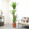 幸福の木 ドラセナ・マッサンゲアナ 10号鉢 観葉植物