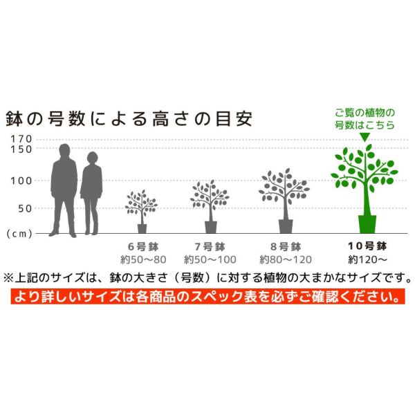 楽天市場】観葉植物 大型 法人様送料無料 ポトス 特大 タワー