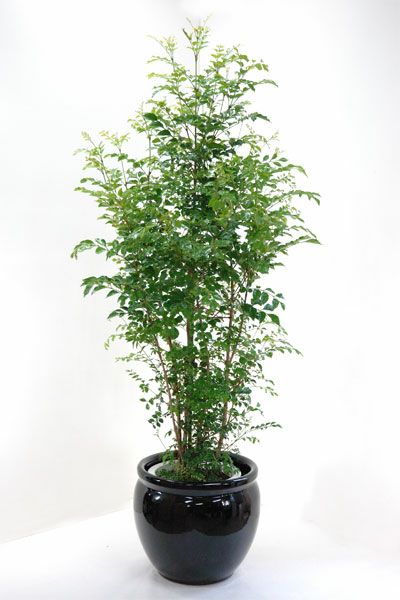 レビューを書く 観葉植物 屋外用 お取り寄せ シマトネリコ 10号鉢 Rg1013 観葉植物の通販専門店 彩植健美 Jp