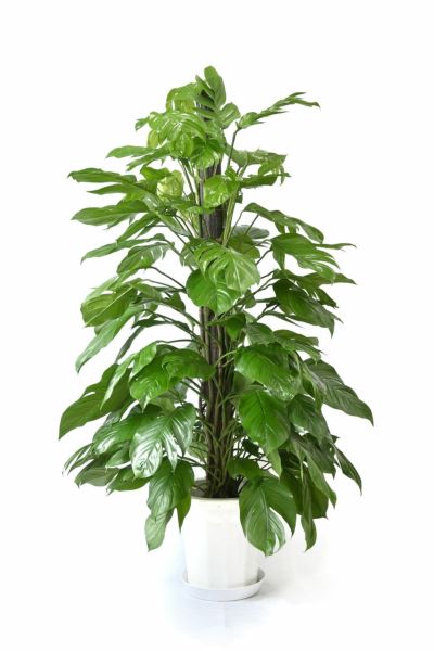 マングーカズラ 通販 観葉植物の専門店 彩植健美