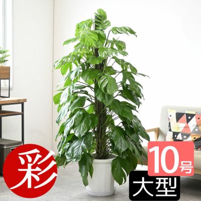 観葉植物 通販 マングーカズラ 10号鉢 RG120017