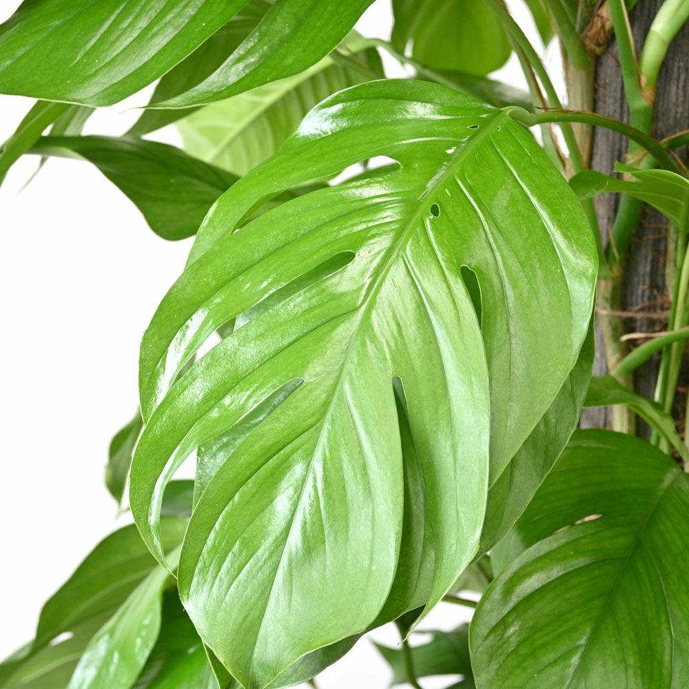 観葉植物 通販 マングーカズラ 10号鉢 RG120017